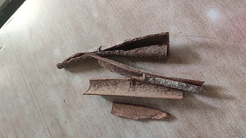 microscopy of Cinnamon