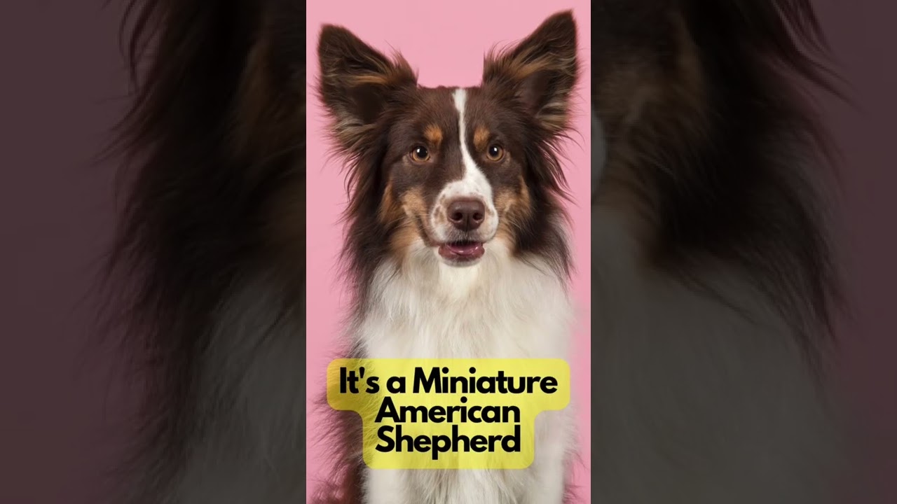 Guess the dog breed part 11 