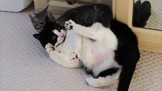 Kitten Takes Down Cat Makes Him Scream