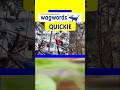 🤔🤔🤔 Solve wagwords 3 letters 2 clues  😂😂😂 magic 🤔 #puzzle #game 132 #challenge #mentalhealth
