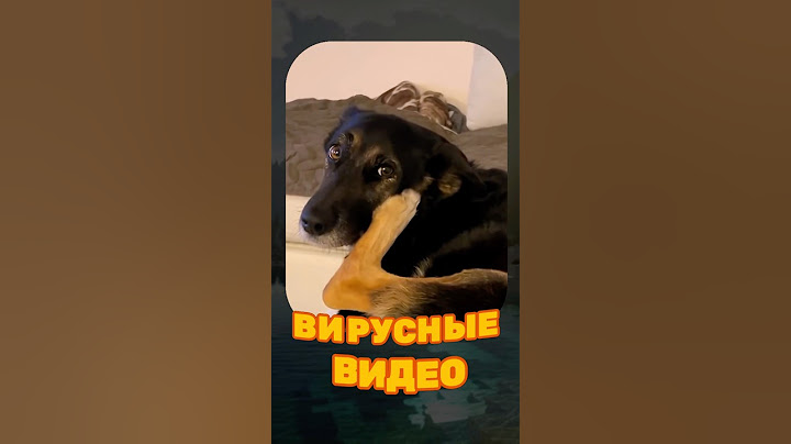ВИРУСНЫЕ ВИДЕО / Самый умный кот 😅