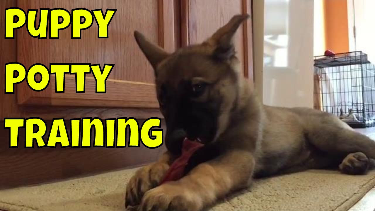 how to potty train puppy