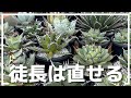 アガベの徒長の原因！成功と失敗から育て方を考える【チタノタで比較】