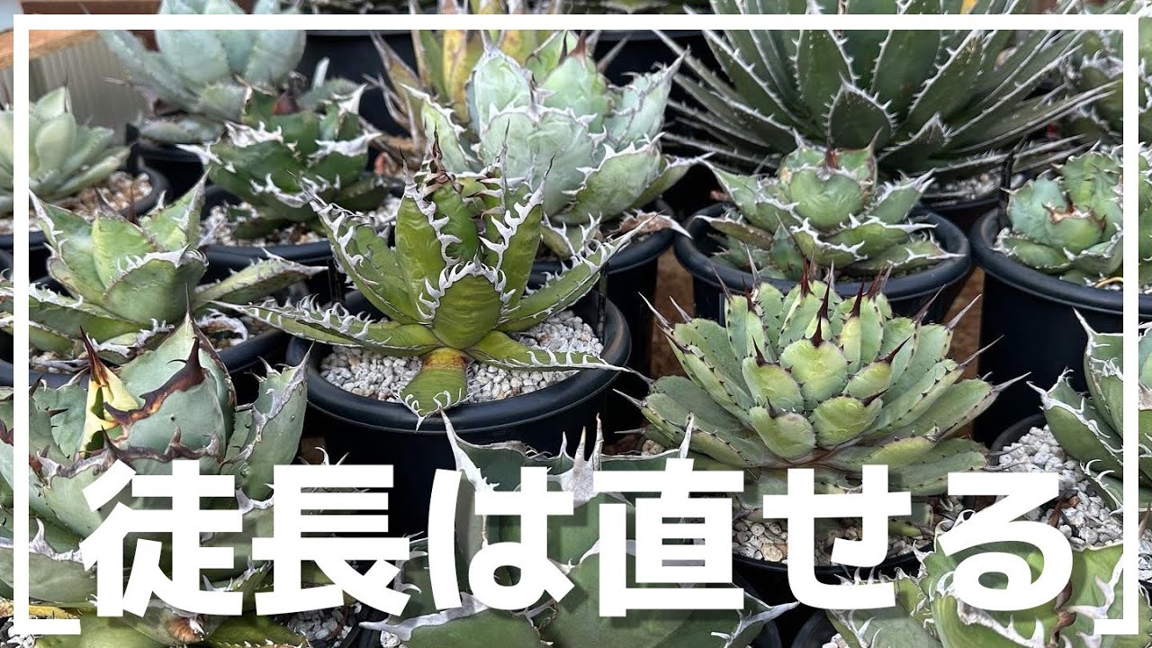 アガベの徒長の原因！成功と失敗から育て方を考える【チタノタで比較】