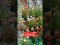 Manufacturing of Artificial green plants, original type, real touch look, #artificialgreenplants