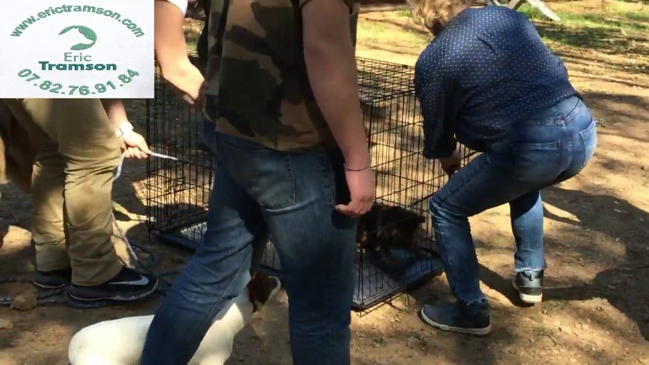 BULL DOGUE FRANCAIS AGRESSIF CHIOT/2/EDUCATEUR CANIN VAR/ERIC TRAMSON - YouTube