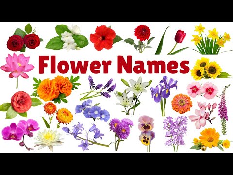 Learn Flowers Name for Kids | Flowers Name in English | flowers name ...