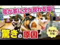 【山の一軒家】次々現れる猫たちの「驚きの原因」と我が家の対処