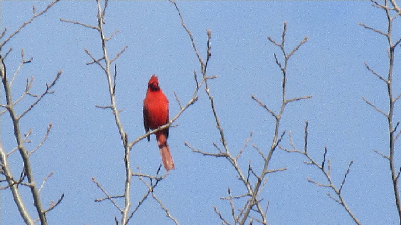 Cardinal Sound Male Cardinal Call Youtube