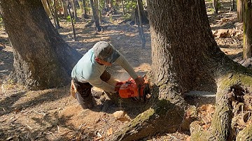 Wood cutting skills... Cut down twin trembesi trees.