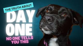 Rescue Dog’s First Day & First Week: What No One Tells You