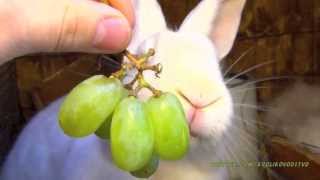 Большой белый кролик гигант кушает виноград