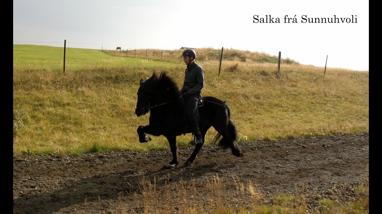 Salka frá Sunnuhvoli