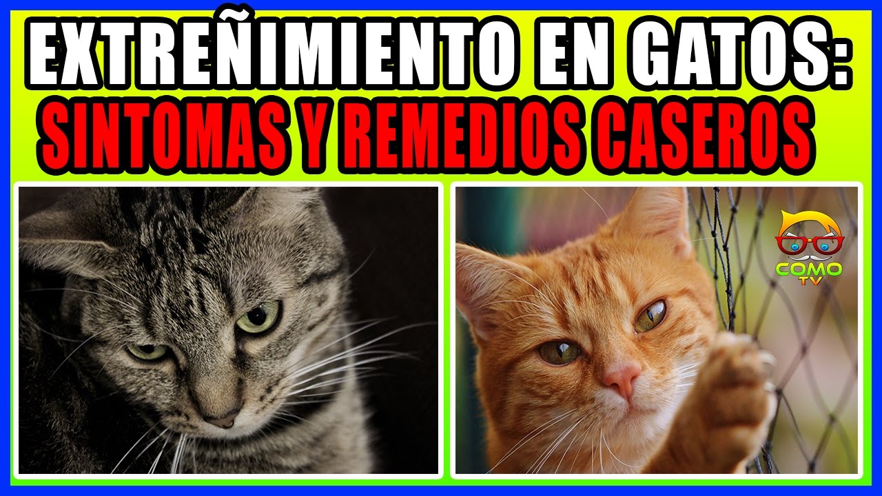 el gato no puede orinar en remedio casero