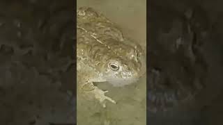 Los OJOS MÁS BONITOS del MUNDO *El Sapo Corredor* #shorts #nature #animales #sapos #bufo #toad