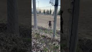 Energetic Dog Crashes Into Fence Looking For Way Out