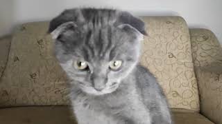 Paw The Scottish Fold Plays With Headphones (Funny Kitten Video)