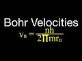 Understanding Bohr's Model: Velocities and Energies