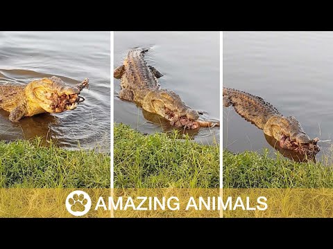 Nile Crocodile Eats Severed Impala Leg - A massive Nile crocodile stared an onlooker directly in the eye whilst munching on an impala leg in this intimidating footage.