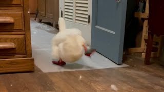 Duck Running (viral tiktok)