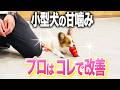 【犬しつけ】子犬の甘噛みしつけ法!この遊び方で改善できる【ドッグトレーナー解説】【トレーニング】