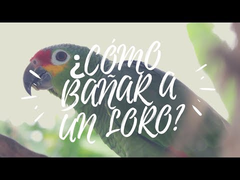 Video: Cómo Bañar A Los Loros