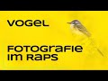 Vogelfotografie im Raps - Tipps &amp; Tricks - Naturfotografie