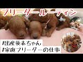 【ブリーダールーティン】子犬出産後は大忙しい⁈半日密着/ブリーダー 仕事紹介♪/子犬ルーティン