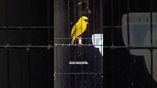 Pleci Gacor Nembak Wit Wit Zipper