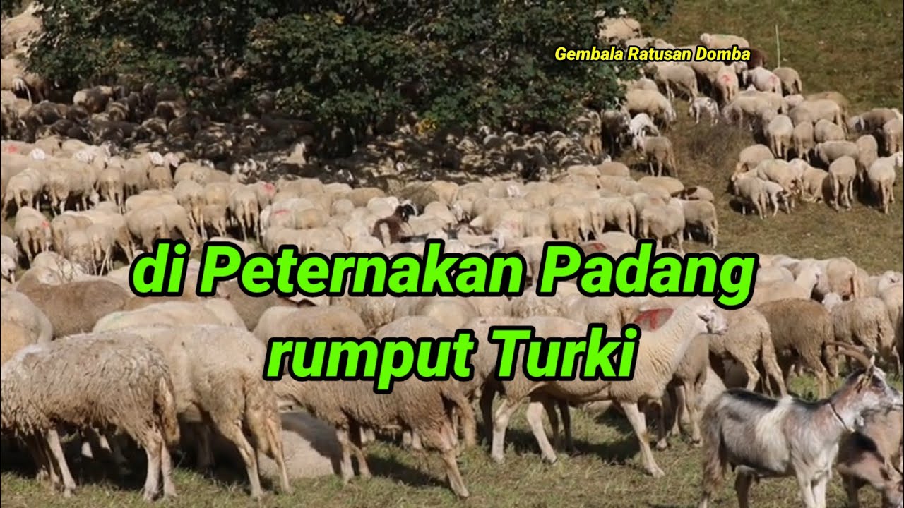 Video kehidupan peternakan Domba - Domba jantan & betina super..!!!