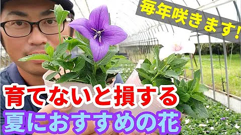 キキョウ