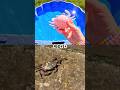 Sea Animal Names for Kids to Learn with Toys: Crab Penguin Pufferfish Seal Fish