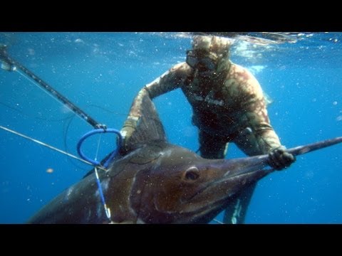 Spearfishing One Fish