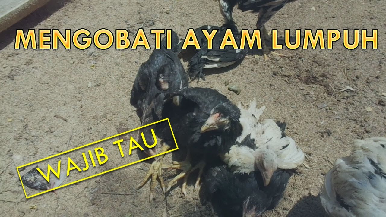 Cara Mengobati Ayam Sakit Lumpuh dan Penyebab Ayam Tidak Bisa Berjalan