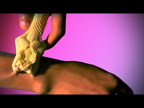ПОСЛЕДСТВИЯ УКУСОВ ЯДОВИТЫХ ЗМЕЙ. Effects of venomous snake bites