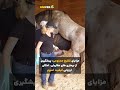 اسپرم گیری اسب و جهت لقاح مصنوعی توسط خانم دکتر اسپرم گیری اسب و جهت لقاح مصنوعی توسط خانم دکتر