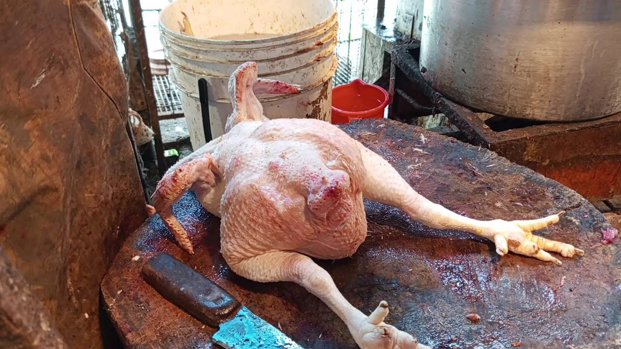 The Best chicken cutting Video