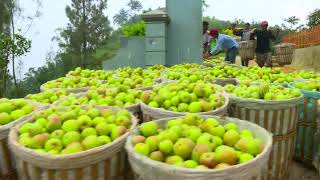 LAPTOP SI UNYIL | BUAH BERTUAH (23/08/18) 2-3