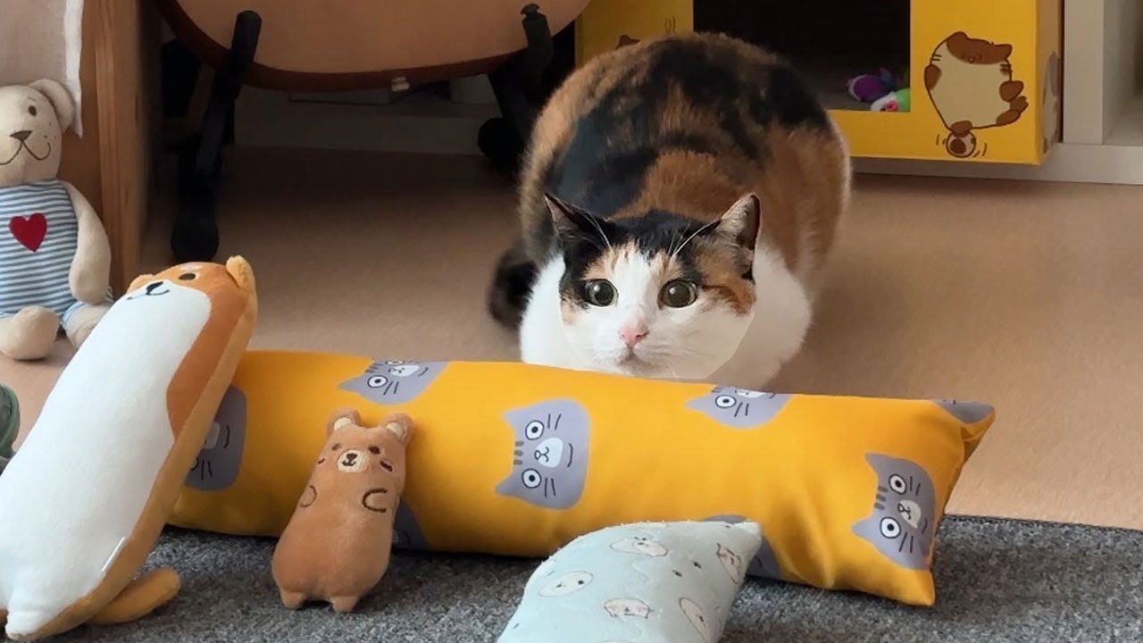 고양이 키우는 집사는 자연스럽게 이렇게 산다