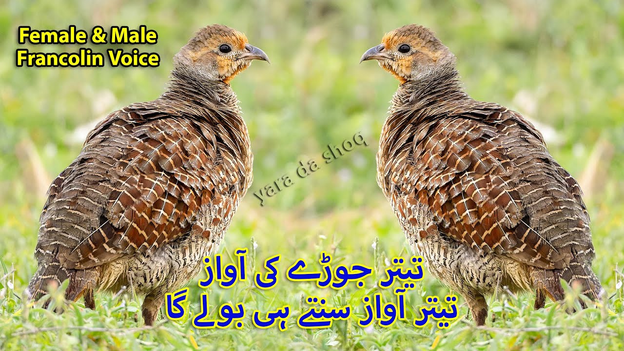 Grey Teetar Female Voice | Teetar Shikar Sound | Grey Partridge Male Female Sound