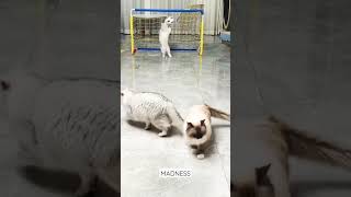 #cat funnymoments 😂#tennis #1million #youtubeshotrs #comedy #crazy cat #memes #subscribe #like#share