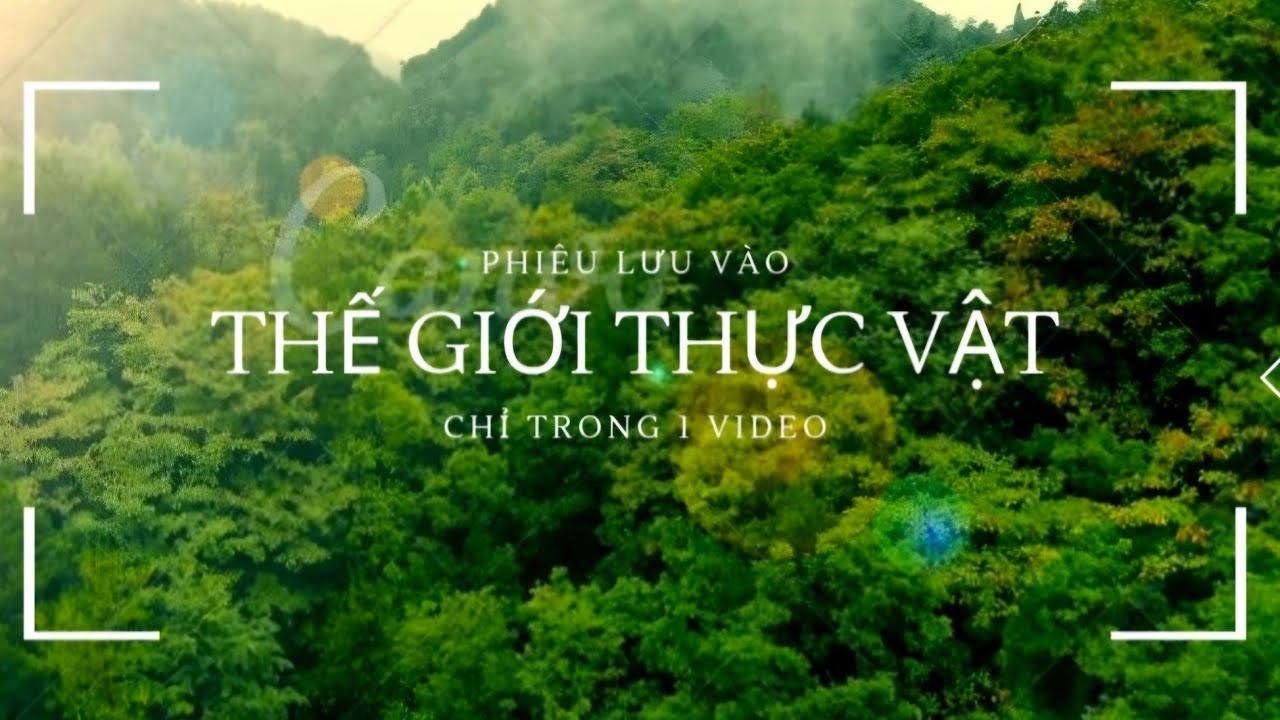 Hệ Thực Vật (tìm hiểu tất tần tật về phân loại thực vật trong một video)