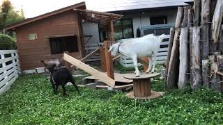 頭突きヤギと、猫のぽぽちゃん