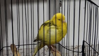 Canaries at the Canadian National Bird Show 2014