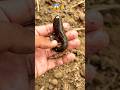 Quick Fish Rescue With a Happy Ending 🙏 #trending #viralshort