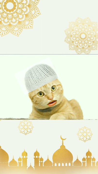 waa waa waaaa kucing✓kucing nyanyi tik tok 2023