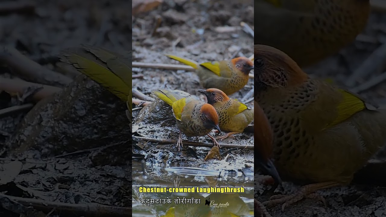 Chestnut-crowned Laughingthrush 