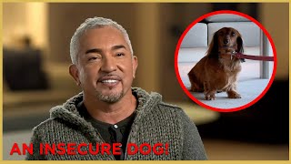 Helping an INSECURE Dog (feat. Jerry Seinfeld!) | Cesar911 Shorts