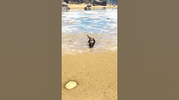 ARK Otter Incident