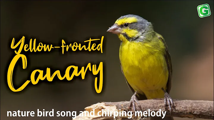 Yellow Fronted Canary Or Green Singing Finch Song ...